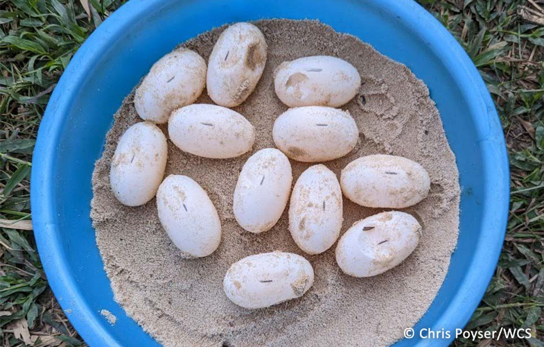 Captive Royal turtle eggs at the Koh Kong Reptile Conservation Center